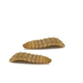 Phoenix wormen Mini 25  gram ( voor b.v. Kikkers en  baby baardjes )
