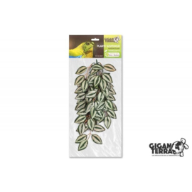 GiganTerra hangplant Tradescantia  medium ( G04-00257 )