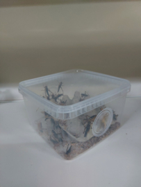 Voordeelbox Sprinkhaan kleine Middel ( 100 stuks  ) ca 2,5 cm