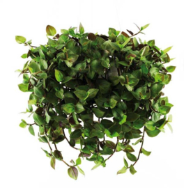 Golliwoog®  hangplant