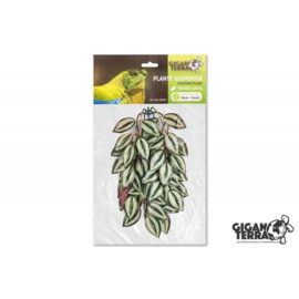 GiganTerra hangplant Tradescantia small ( G04-00253 )