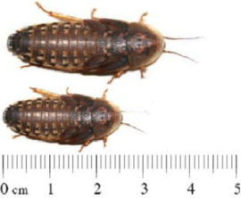 Dubias subadult 100  stuks