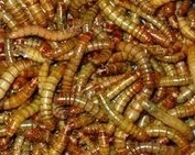 Meelwormen 0,5 kilo ( geleverd in een doos )