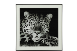 schilderij luipaard 50 x 50