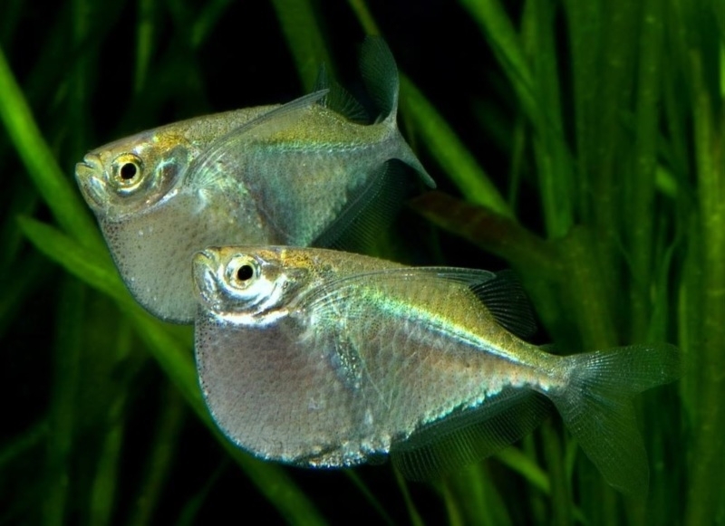 Geschatte Echt niet fabriek Vissen kopen Zwijndrecht | Ruim 20.000 soorten op voorraad | 2