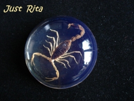 Cab r5 Resin cabochon met Schorpioen