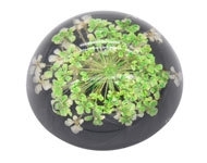 Resin cabochon droogbloemetjes groen