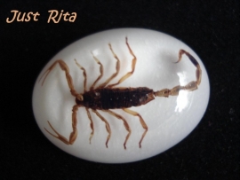 Cab r4 Resin cabochon met schorpioen