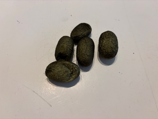 Zijde cocons, nummer 4, natuurgroen 5 stuks