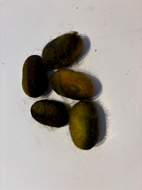 Zijde cocons, nummer  7, groen assorti 5 stuks