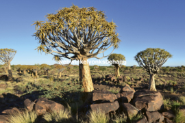 Dimex Fotobehang Namibia MS-5-0103 Natuur/Afrika