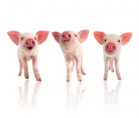 Noordwand Farm Live Fotobehang. 3750058 Piglets/Varkens