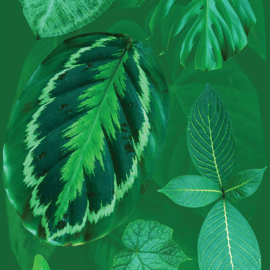 DWD Natural History Fotobehang NH250052 Tropische Bladeren op groene ondergrond/Maatwerk