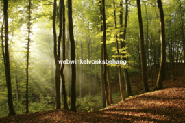 Dimex Fotobehang Forest MS-5-0098 Bomen/Bossen