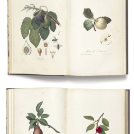 DWD Natural History Fotobehang NH250034 Italiaans Fruit/Maatwerk