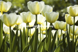 Dimex Fotobehang White Tulips MS-5-0127 Witte Tulpen