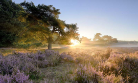 We Live by Light/Holland Ederheide zonsopgang Fotobehang 2152