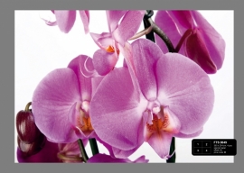 Dutch wallcoverings Fotobehang. FTS 0049 Bloemen/Orchidee