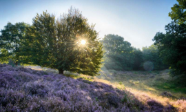 We Live by Light/Holland Posbank zonsopgang 2 Fotobehang 1865