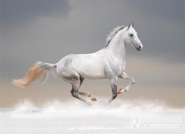 Noordwand Farm Live Fotobehang. 3750012 Horse Power/Paard