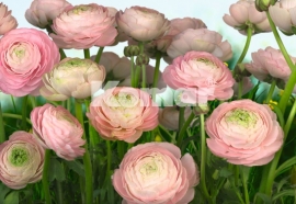 Fotobehang 8-894 Komar Bloemen