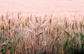 Dimex/Wall Murals 2023 Fotobehang MS-5-1715 Wheat Field/Korenveld