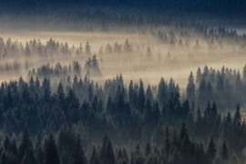 AS Creation Designwalls 2 Canvas Schilderij DD123855 Forest In Fog/Bos in de Mist/Landschap