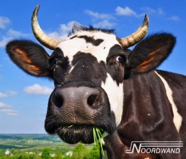 Noordwand Farm Live Fotobehang. 3750076  Mooo/Koe