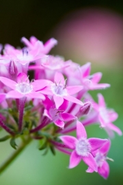 Esta Ginger Fotobehang  158006 Bloemen