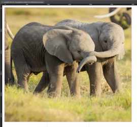 AS Creation AP Digital 2 Fotobehang 471501 Kenya/Little Elephants/Dieren/Natuur