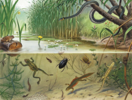 DWD Natural History/M.A Koekkoek Fotobehang NH250072 In Sloot en Plas/Maatwerk