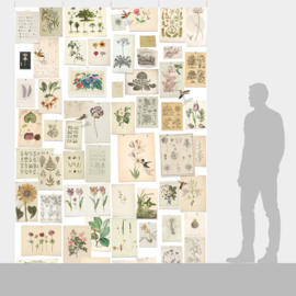 DWD Natural History Fotobehang NH250054 Botanische Prenten/Maatwerk