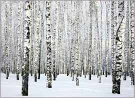 AS Creation XXL Wallpaper 3 Fotobehang 470652 Birch in Winter/Berk