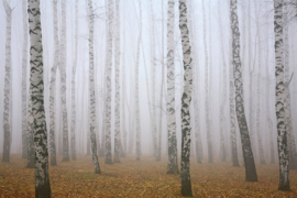 AS Creation Wallpaper 3 XXL Fotobehang 471643 Birch in Fog/Berken