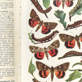 DWD Natural History Fotobehang NH250063 Vlinder encyclopedie|Maatwerk