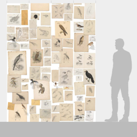 Natural History/Joseph Wolf Fotobehang NH250033 Vogels/Maatwerk