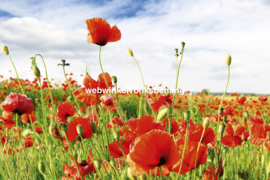 Dimex Fotobehang Red Poppies MS-5-0090 Rode Klaprozen/Natuur