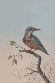 Esta Home Blush Fotobehang 158888 Kingfisher/Vogel