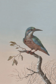 Esta Home Blush Fotobehang 158888 Kingfisher/Vogels