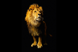 AS Creation Wallpaper 3 XXL Fotobehang 471752 XL Lion/Leeuw