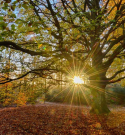 We live by Light/Holland  Oude Beukenboom 2032  Fotobehang  - Noordwand