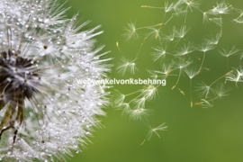 Dimex Fotobehang Blowing Dandelion MS-5-0121 Paardenbloem