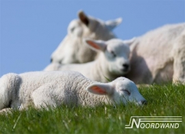 Noordwand Farm Live Fotobehang. 3750014 Sheep/Schapen