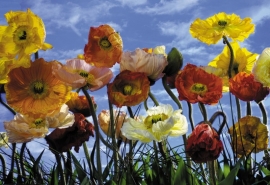 Fotobehang 8-257 Komar Bloemen
