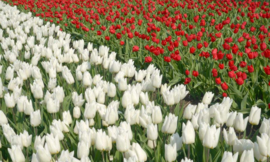 We Live by Light/Holland Tulpen Wit en Rood Fotobehang  8123