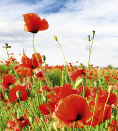 Dimex Fotobehang Red Poppies MS-3-0090 Rode Klaprozen/Natuur