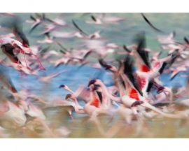 AS Creation APDigital2 Fotobehang  470500  Kenya Flamingo/Vogels