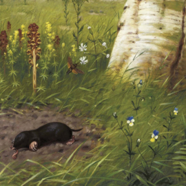 DWD Natural History/M.A Koekkoek Fotobehang NH250075 Insecteneters/Maatwerk