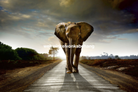 Dimex Fotobehang Walking Elephants MS-5-0225 Olifant/Dieren