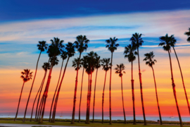 Dimex/Wall Murals 2023 Fotobehang MS-5-1790 Palm Tree Rows/Palmbomen